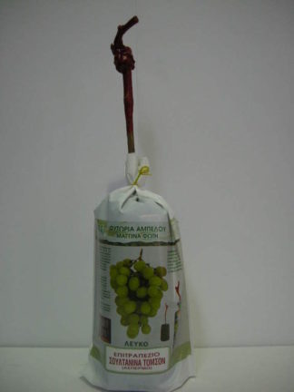 ΣΟΥΛΤΑΝΙΝΑ TOMSON ( ΜΕΓΑΛΗ ΑΣΠΕΡΜΗ )