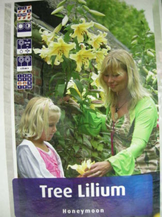 ΛΙΛΙΟΥΜ ΔΕΝΔΡΩΔΕΣ ( TREE LILIUM ) HONEYMOON