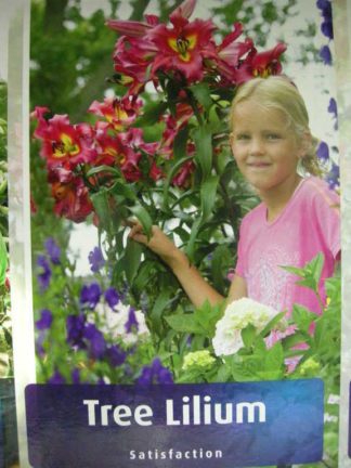 ΛΙΛΙΟΥΜ ΔΕΝΔΡΩΔΕΣ ( TREE LILIUM ) SATISFACTION