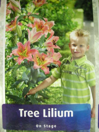 ΛΙΛΙΟΥΜ ΔΕΝΔΡΩΔΕΣ ( TREE LILIUM ) ON STAGE