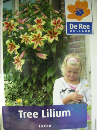 ΛΙΛΙΟΥΜ ΔΕΝΔΡΩΔΕΣ ( TREE LILIUM ) LAVON