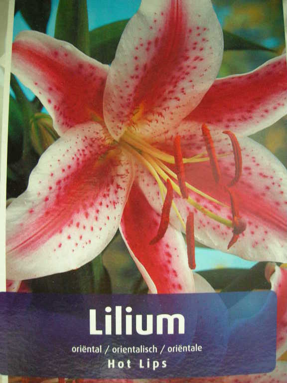 ΛΙΛΙΟΥΜ ΟΡΙΕΝΤΑΛ ( LILIUM ORIENTAL ) HOT LIPS
