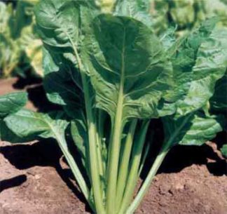 ΣΕΣΚΟΥΛΟ ΠΡΑΣΙΝΟ PERPETUAL