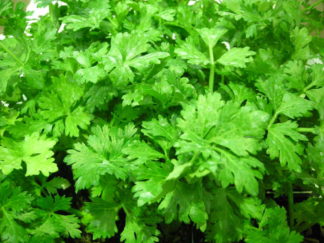 ΣΕΛΙΝΟ CUTTING SELERY