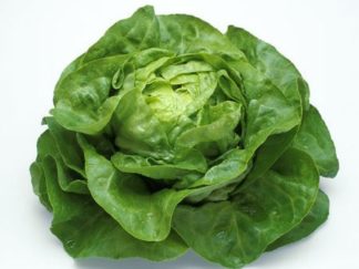 ΜΑΡΟΥΛΙ BUTTERHEAD ( ΓΑΛΛΙΚΗ ΣΑΛΑΤΑ ) SANTA ANNA