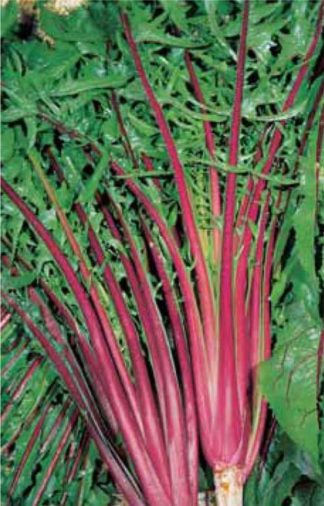 ΡΑΔΙΚΙ ΙΤΑΛΙΚΟ