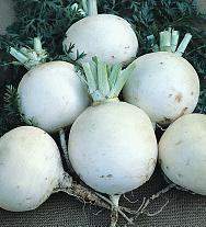 ΡΕΒΑ ΑΣΠΡΗ SNOWBALL