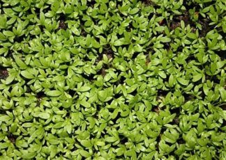 ΚΑΡΔΑΜΟ ΑΡΩΜΑΤΙΚΟ