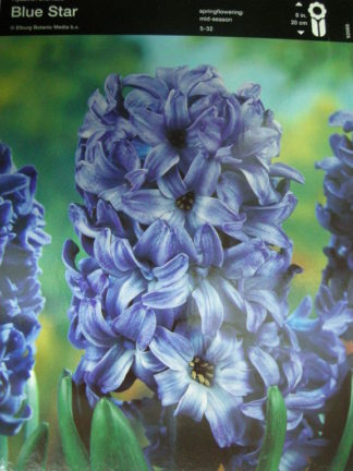 ΖΟΥΜΠΟΥΛΙ ΜΠΛΕ BLUE STAR. Αρωματικό.