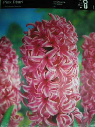 ΖΟΥΜΠΟΥΛΙ ΡΟΖΕ PINK PEARL. Αρωματικό.