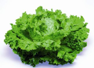 ΜΑΡΟΥΛΙ ΚΑΤΣΑΡΟ BATTAVIA MAGENTA (ΣΑΛΑΤΑ)