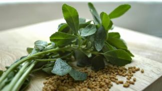 ΤΡΥΓΩΝΕΛΛΑ Ή ΤΡΙΓΩΝΕΛΛΑ ( ΜΟΣΧΟΣΙΤΑΡΟ, ΜΟΣΧΟΤΡΙΦΥΛΛΟ )