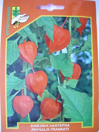 ΦΥΣΑΛΙΣ Ή ΚΙΝΕΖΙΚΗ ΛΑΝΤΕΡΝΑ