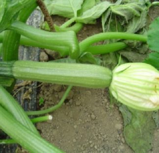 ΚΟΛΟΚΥΘΑΚΙ MIRANDA 500 γραμ.