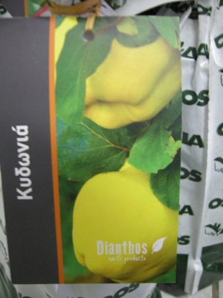 ΚΥΔΩΝΙΑ REA'S MAMMOTH