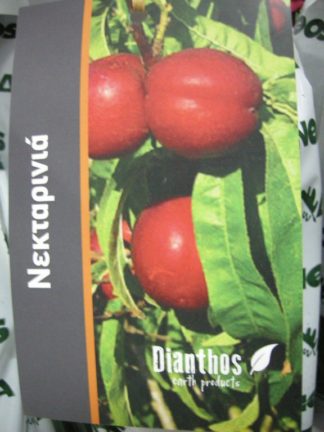 ΝΕΚΤΑΡΙΝΙΑ KALTEZI