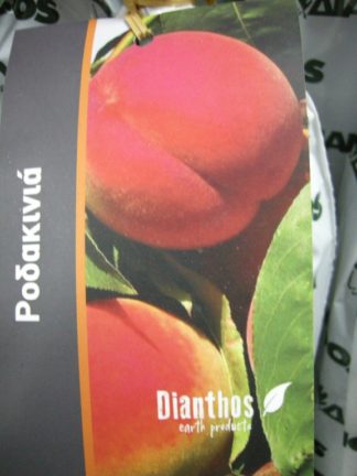 ΡΟΔΑΚΙΝΙΑ HALLE