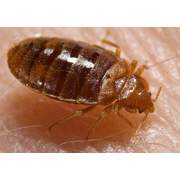 bed_bug__cimex_lectularius________normal