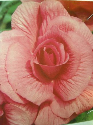 ΒΙΓΟΝΙΑ ΓΙΓΑΣ ΔΙΠΛΗ  ΡΟΖ