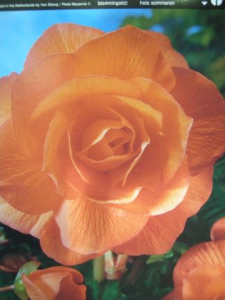 ΒΙΓΟΝΙΑ ΓΙΓΑΣ ΔΙΠΛΗ ΠΟΡΤΟΚΑΛΙ