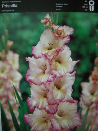 ΓΛΑΔΙΟΛΑ PRISCILLA