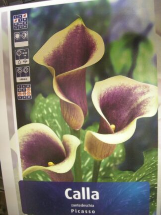 ΚΑΛΛΑ Ή ΖΕΝΤΕΔΕΣΚΙΑ PICASSO