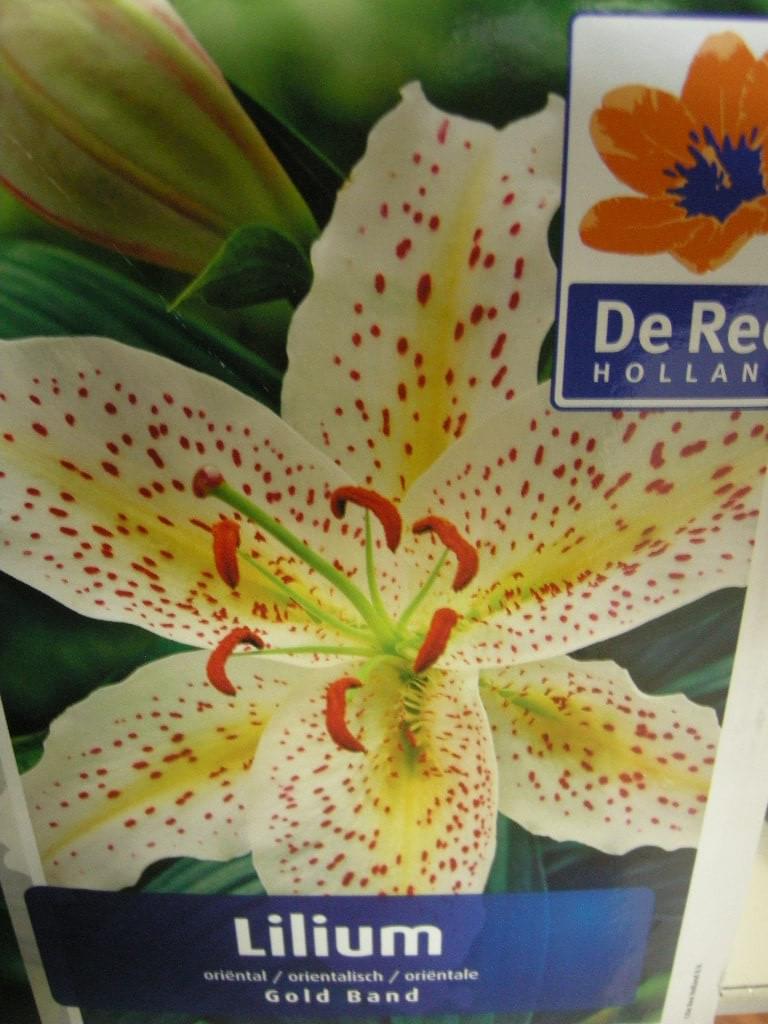 ΛΙΛΙΟΥΜ ΟΡΙΕΝΤΑΛ ( LILIUM ORIENTAL ) GOLD BAND