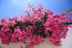 flowers-11131_640
