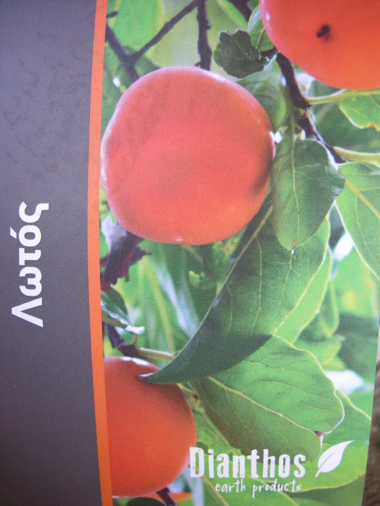 ΛΩΤΟΣ KARALIOK