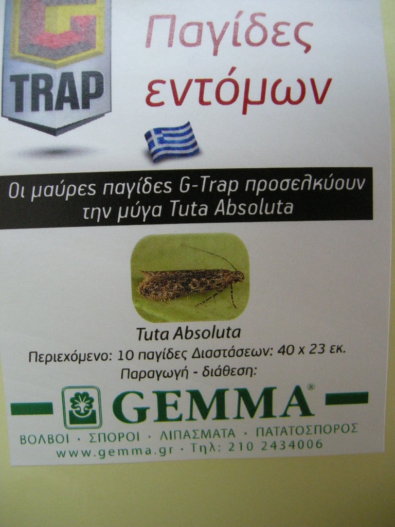 ΜΑΥΡΕΣ ΠΑΓΙΔΕΣ ΜΕ ΚΟΛΛΑ ΓΙΑ ΤΟΥΤΑ ( TUTA ABSOLUTA ) - Image 2