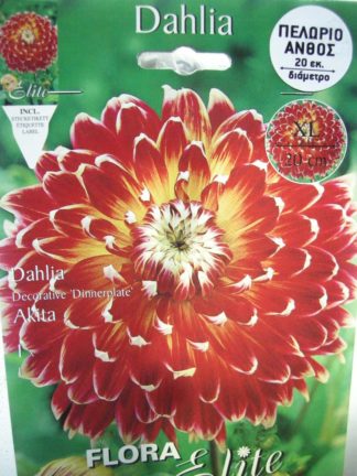 ΝΤΑΛΙΑ ΓΙΓΑΣ AKITA