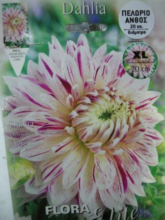 ΝΤΑΛΙΑ ΓΙΓΑΣ AVIGNON