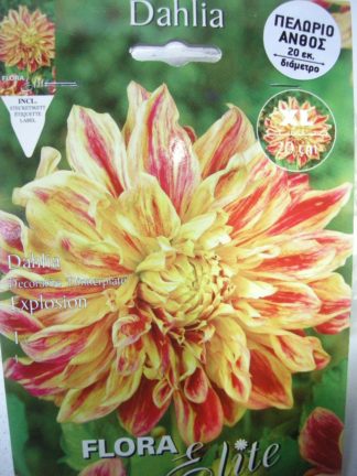 ΝΤΑΛΙΑ ΓΙΓΑΣ EXPLOSION