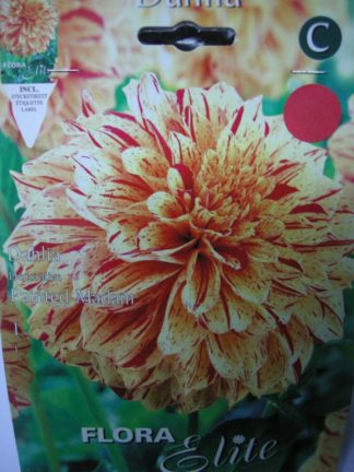 ΝΤΑΛΙΑ PAINTED MADAM