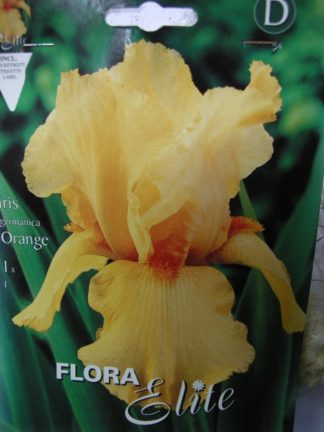 ΙΡΙΔΑ GERMANICA ORANGE