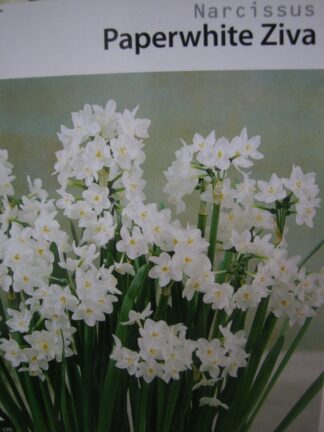 ΝΑΡΚΙΣΣΑΚΙ ΜΟΝΟ ΑΡΩΜΑΤΙΚΟ PAPERWHITE GRANDIFLORA