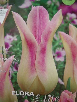 ΤΟΥΛΙΠΑ LILY-FLOWERED ELEGANT LADY