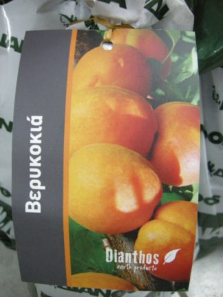 ΒΕΡΥΚΟΚΙΑ HARGRAND