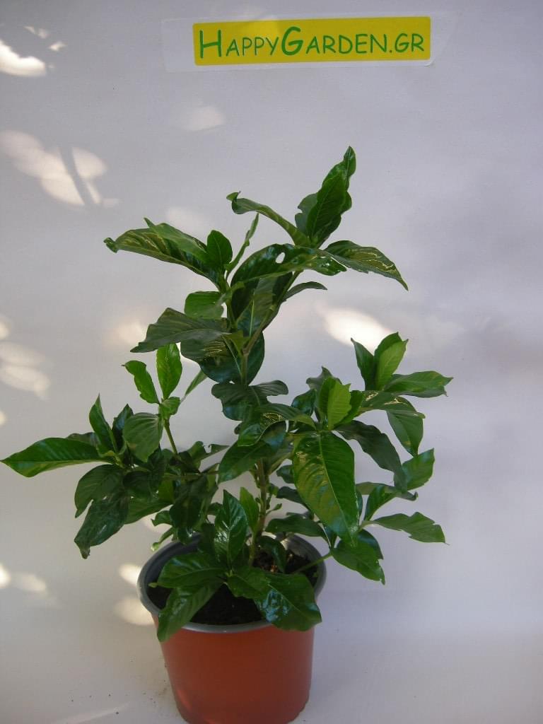 ΓΑΡΔΕΝΙΑ ΔΙΠΛΗ - Image 2