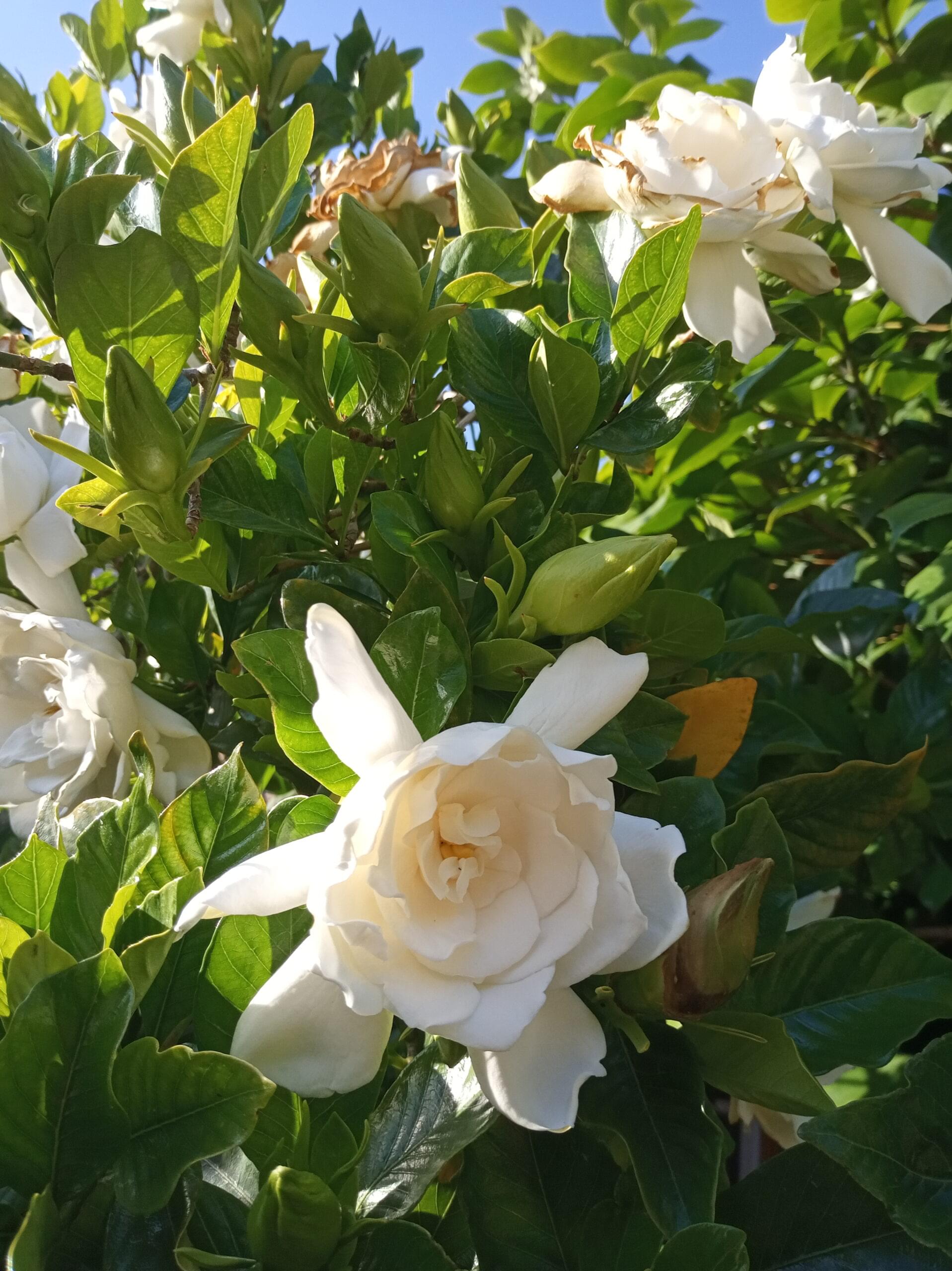 ΓΑΡΔΕΝΙΑ ΔΙΠΛΗ