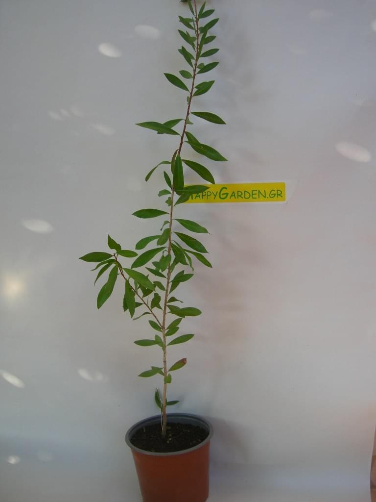 ΚΑΛΛΙΣΤΗΜΟΝΑΣ - Image 2