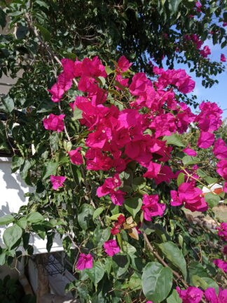 ΒΟΥΚΑΜΒΙΛΙΑ ΦΟΥΞ