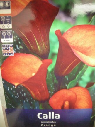 ΚΑΛΛΑ Ή ΖΕΝΤΕΔΕΣΚΙΑ ΠΟΡΤΟΚΑΛΟΚΟΚΚΙΝΗ