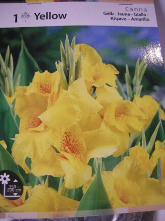 ΚΑΝΝΑ ΚΙΤΡΙΝΗ