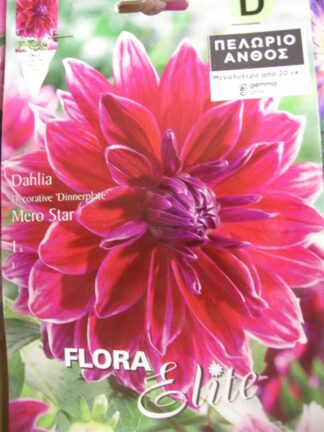 ΝΤΑΛΙΑ ΓΙΓΑΣ MERO STAR