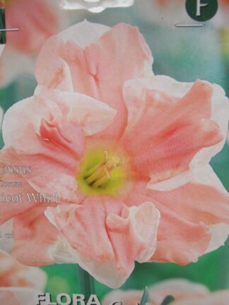 ΝΑΡΚΙΣΣΟΣ ΜΕΓΑΛΟΣ APRICOT WHIRL