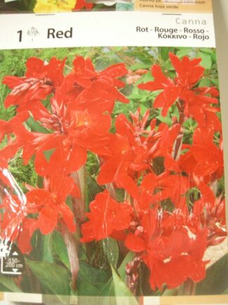 ΚΑΝΝΑ ΚΟΚΚΙΝΗ