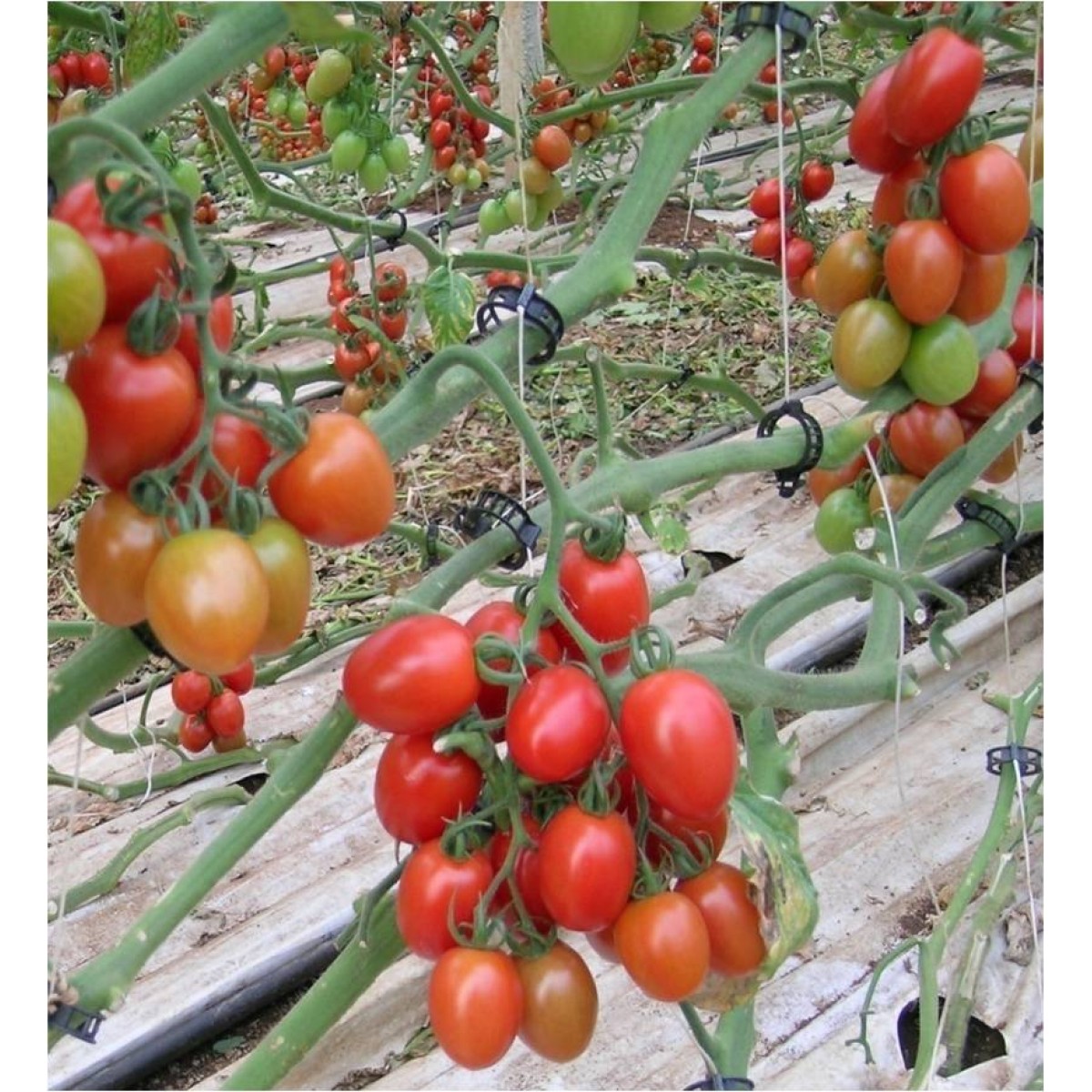 ΤΟΜΑΤΑ ZUCCHELLO F1 ( ΜΕΓΑΛΟ ΒΕΛΑΝΙΔΙ - ΧΟΥΡΜΑΣ ) 10 σπόροι