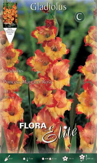 ΓΛΑΔΙΟΛΑ PRINCESS MARGARET ROSE